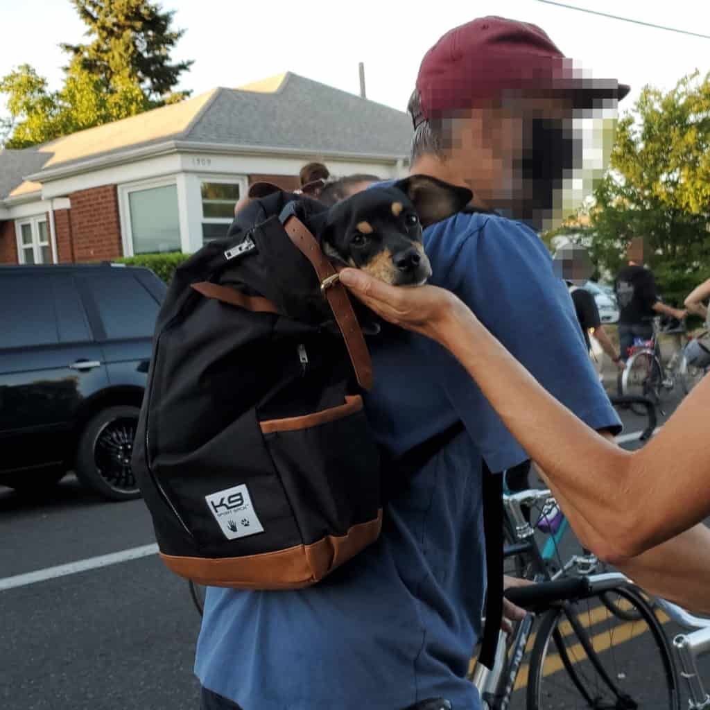 Dachsund in the backpack of a protester.