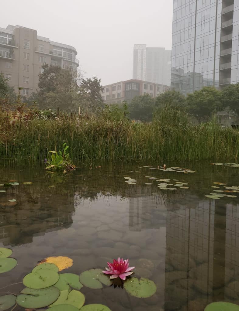 A flower blooms in the pond at Tanner Springs park beneath skies choked by a gray haze from the September 2020 forest fires that consumed the West Coast.