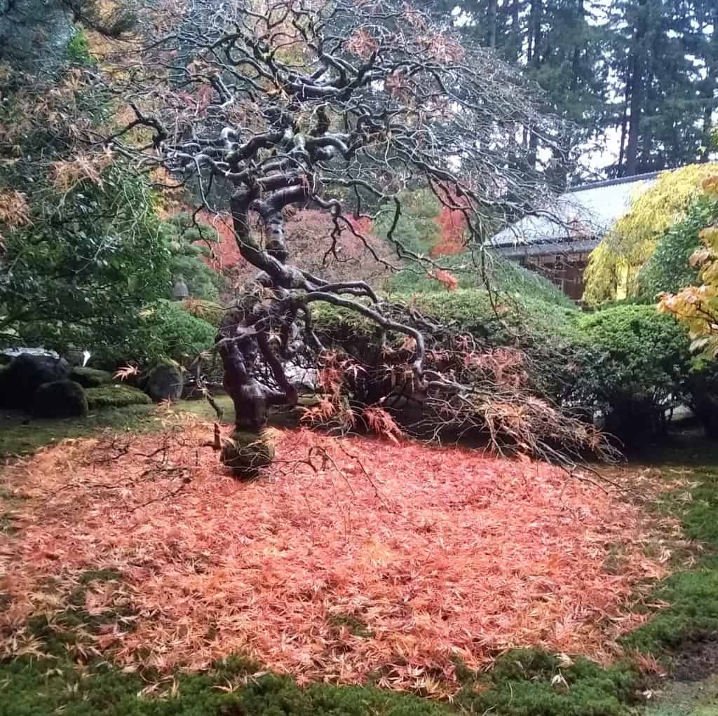 A Japanese Maple tree in a backyard that has dumped all its red leaves all over the lawn.