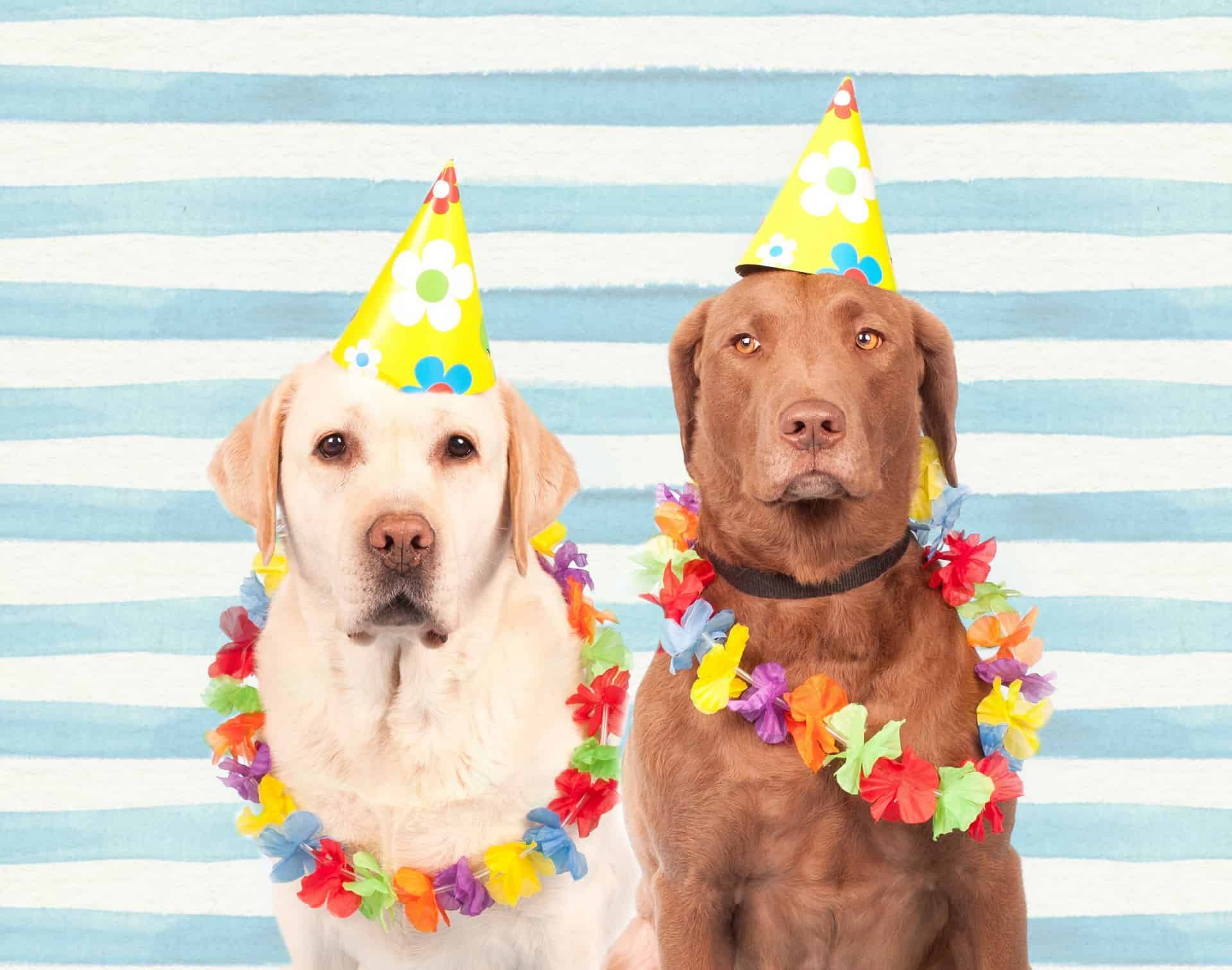 Stock photo of two dogs wearing party hats and leis. They look very uncomfortable, like they're wating for something to happen.