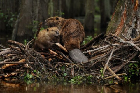 Two beavers in the woods, hanging out together on a log.