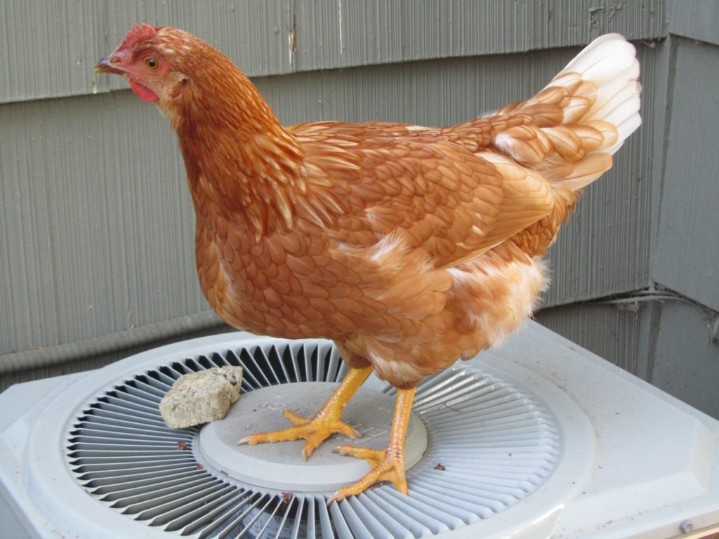 A gold colored chicken standing on top of an a/c unit. 