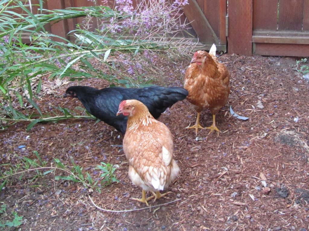 Three backyard chickens, two golden comets with a black Andalusian hen standing between them.