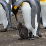 Photo of adult emperor penguin with baby penguin.