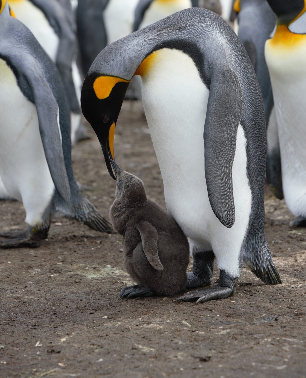 Photo of adult emperor penguin with baby penguin.